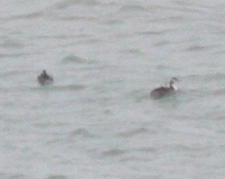 Grèbe huppé - ML647304954