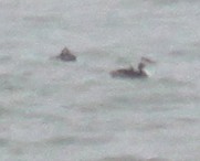 Grèbe huppé - ML647304955