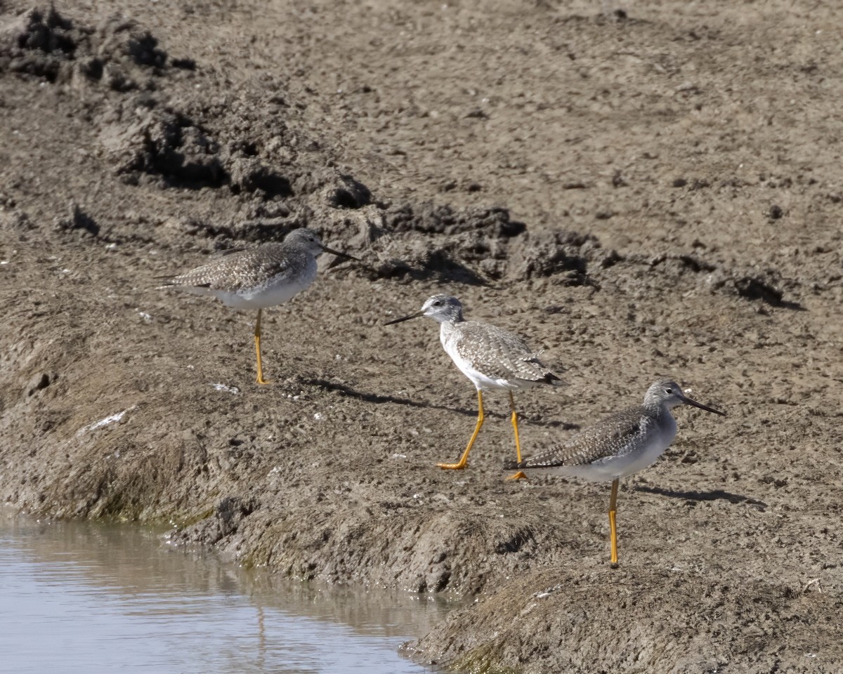 Greater Yellowlegs - ML647304957