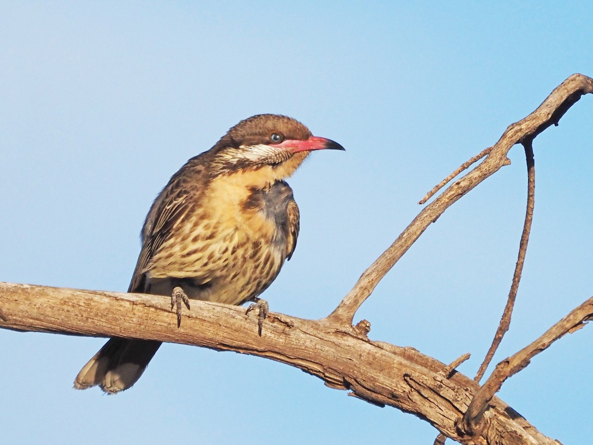 Diken Yanaklı Balkuşu - ML647304966