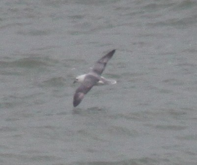 Fulmar boréal - ML647304997