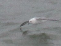 Fulmar boréal - ML647304998