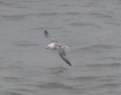 Fulmar boréal - ML647304999