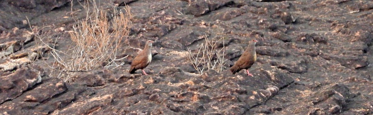 Stone Partridge - ML647305010