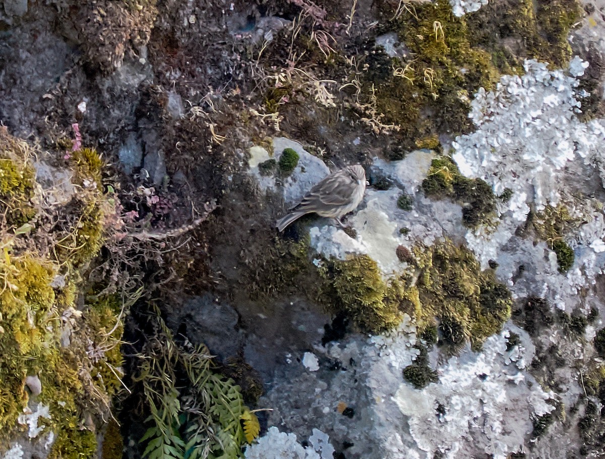 Ankober Serin - ML647305038