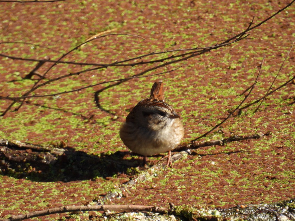 Swamp Sparrow - ML647305040