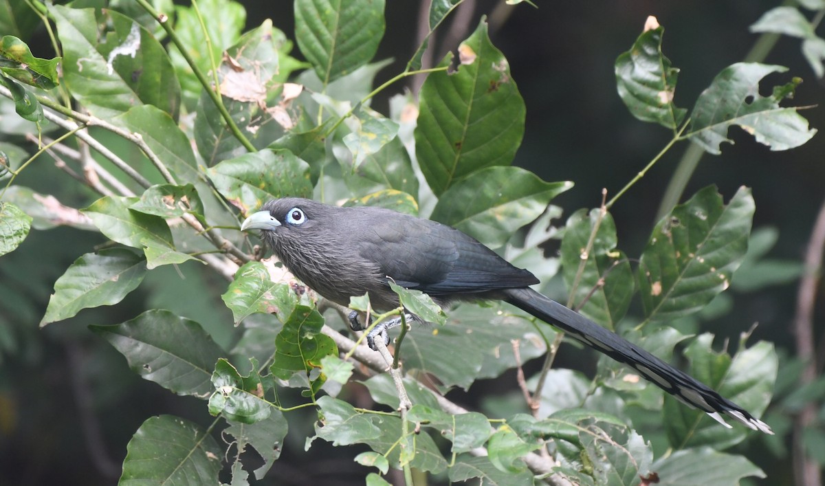 Синеглазая малкоа - ML647305042