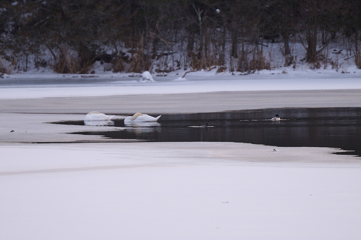 Trumpeter Swan - ML647305066