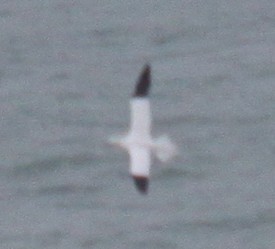 Fou de Bassan - ML647305071