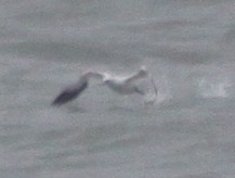 Fou de Bassan - ML647305072