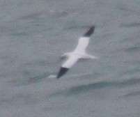 Fou de Bassan - ML647305073