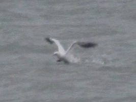 Fou de Bassan - ML647305074