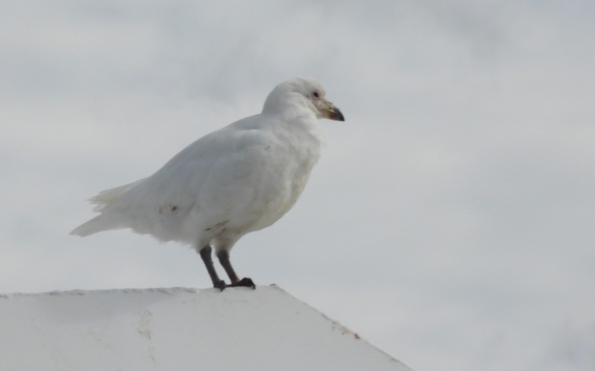 Snowy Sheathbill - ML647305077