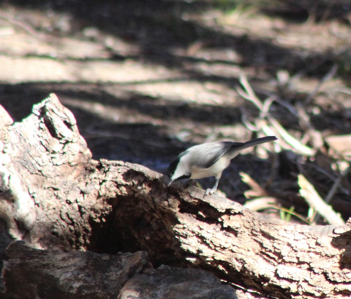 Mésange de Caroline - ML647305079