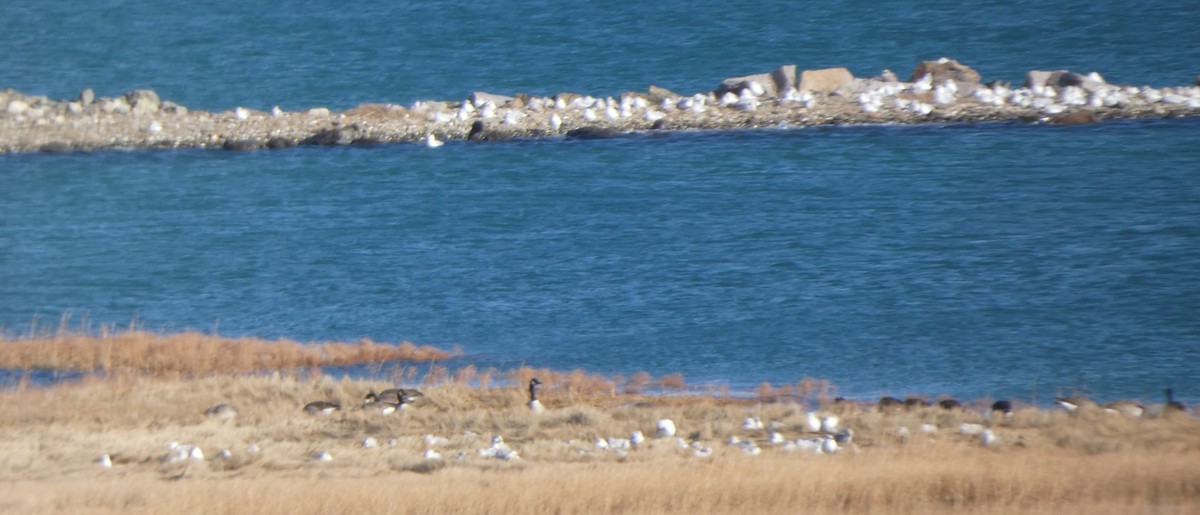 שחף בלתי-מזוהה - ML647305088