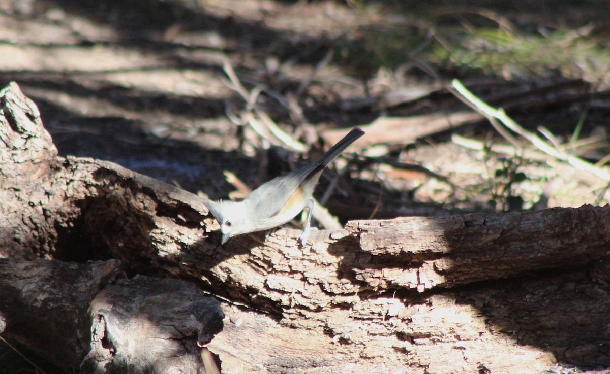 Mésange à plumet noir - ML647305097