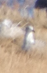 שחף בלתי-מזוהה - ML647305098