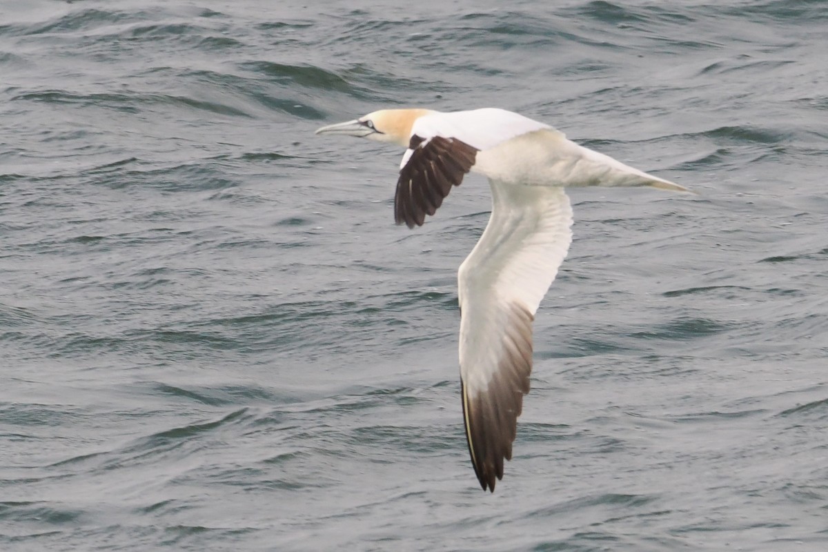 Northern Gannet - ML647305125