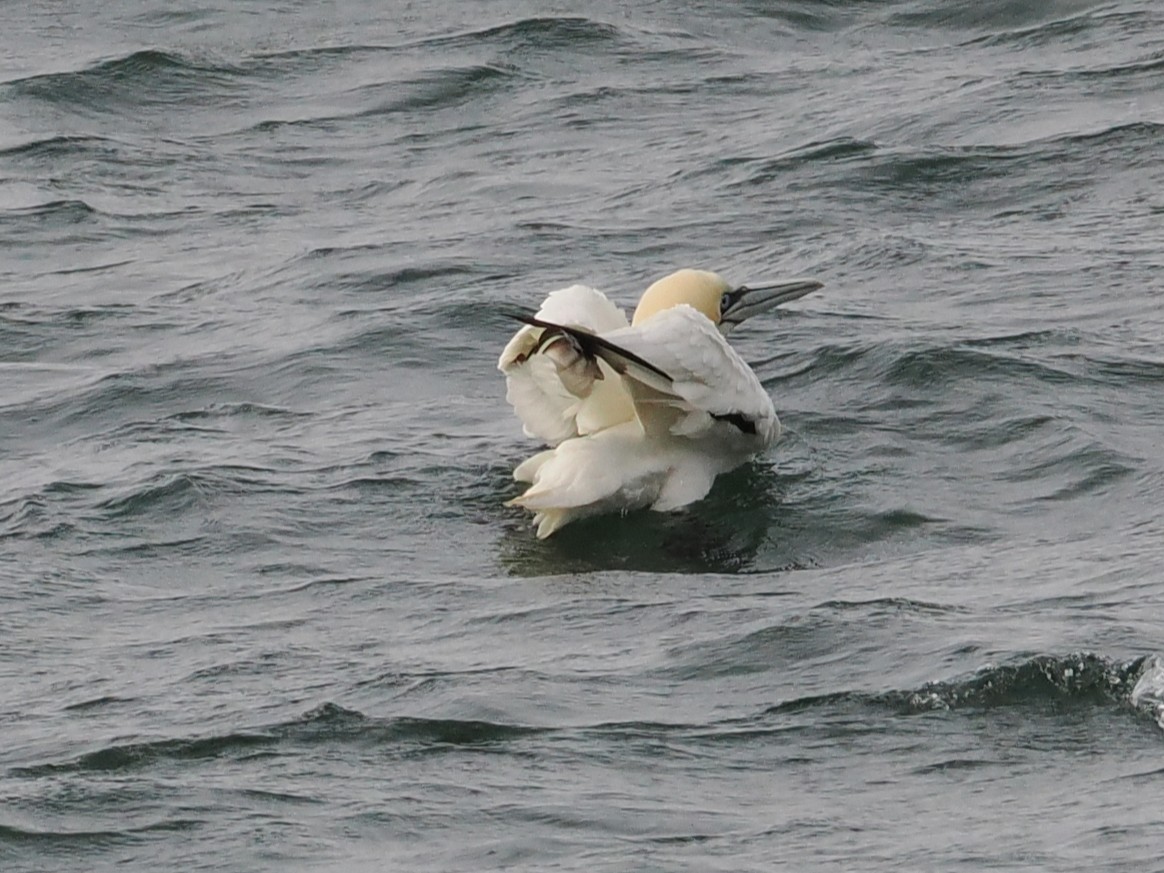 Northern Gannet - ML647305126