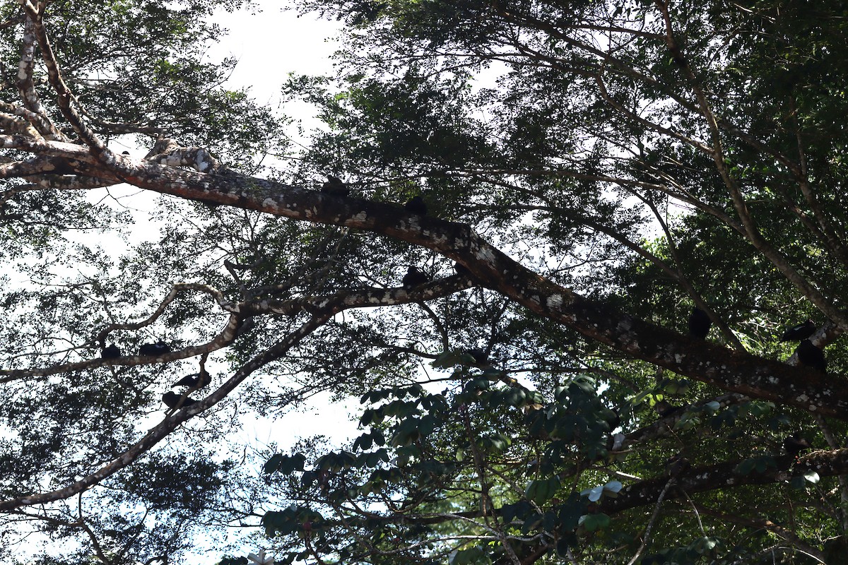 Muscovy Duck - ML647305138