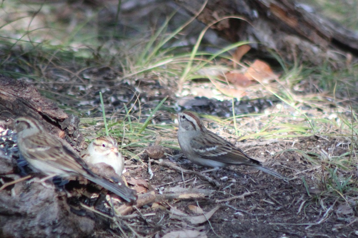 Bruant familier - ML647305142