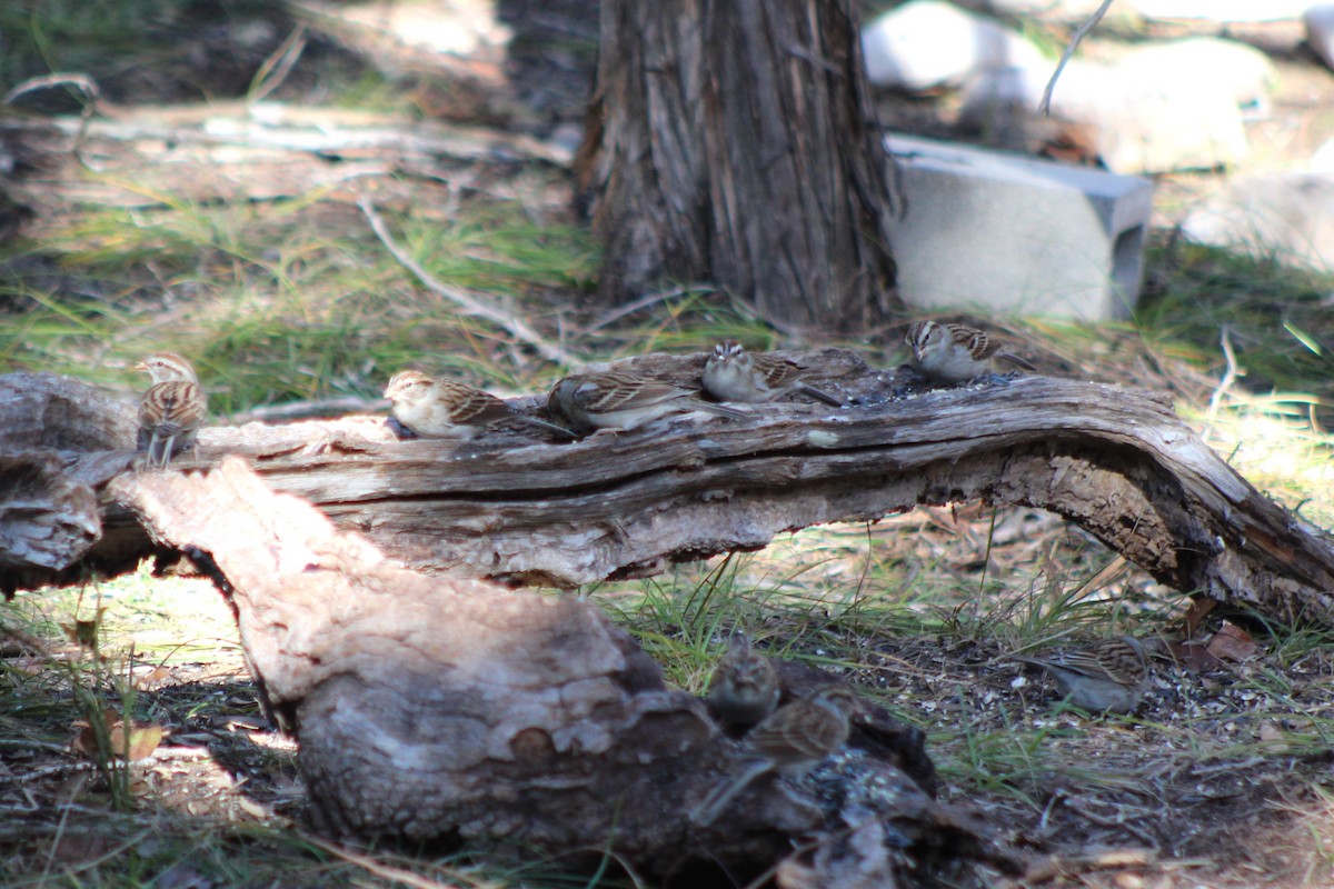 Bruant familier - ML647305144