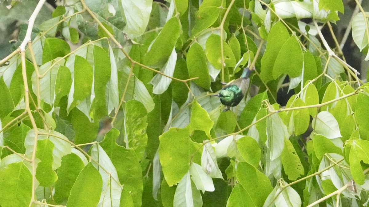 strdimil obojkový - ML647305151