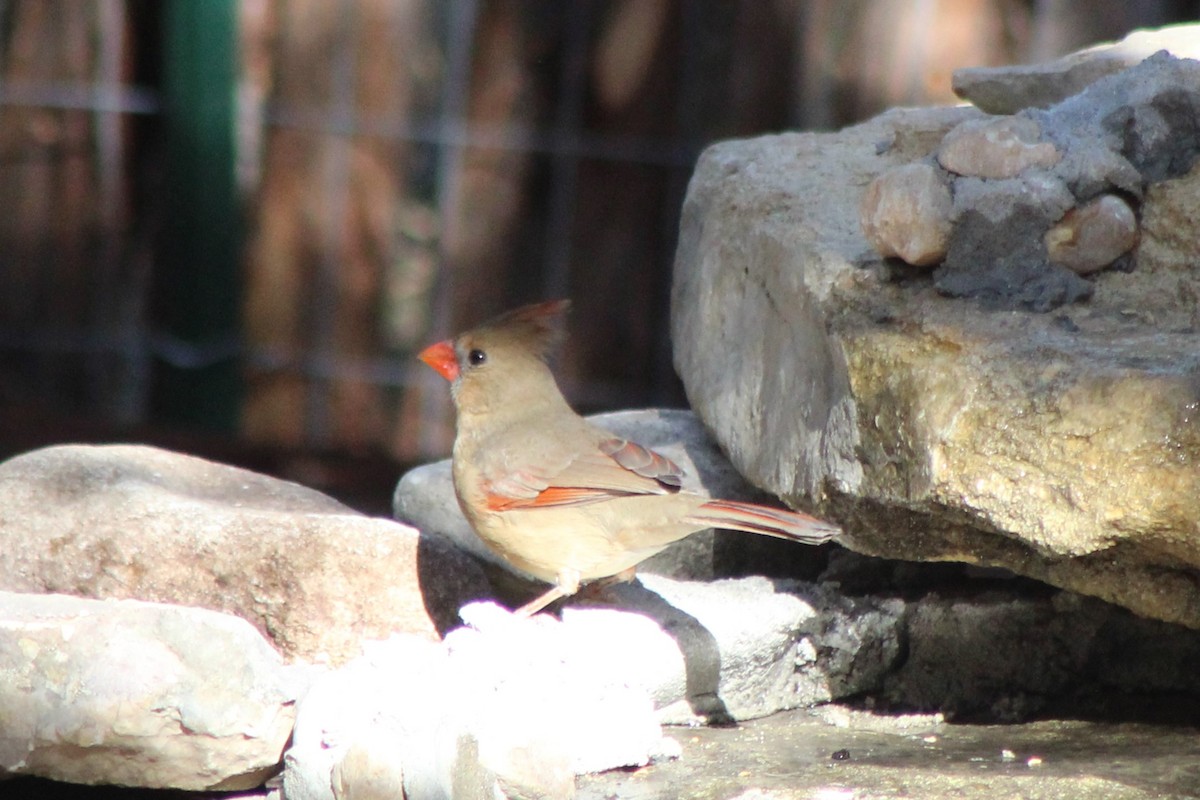 Cardinal rouge - ML647305164