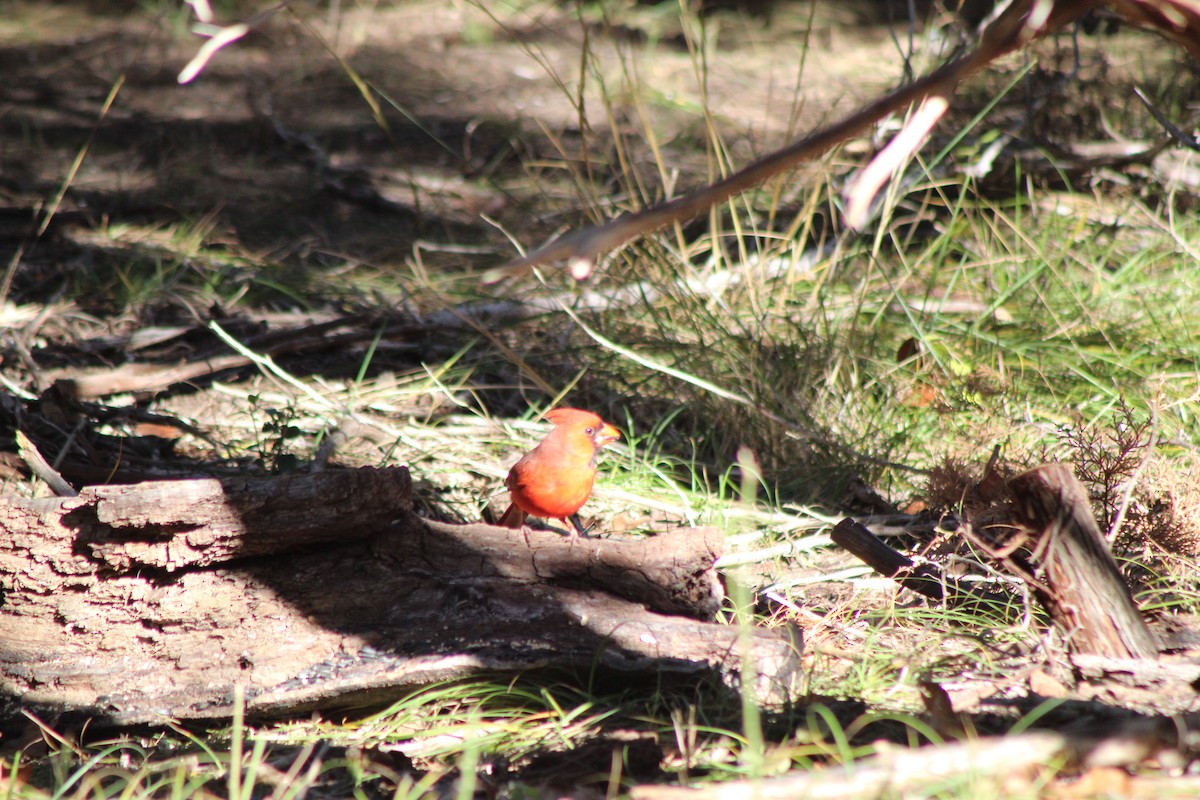 Cardinal rouge - ML647305165
