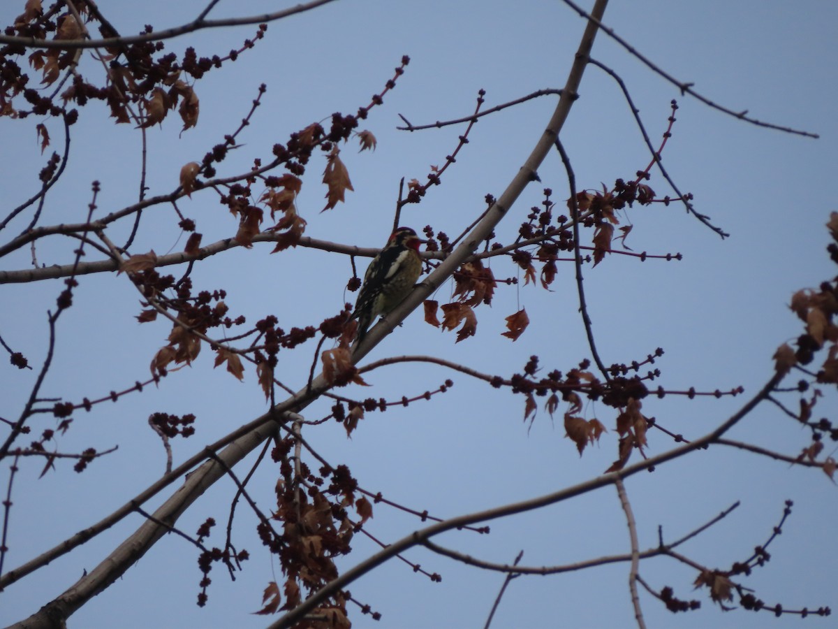 Rotnacken-Saftlecker - ML647305166