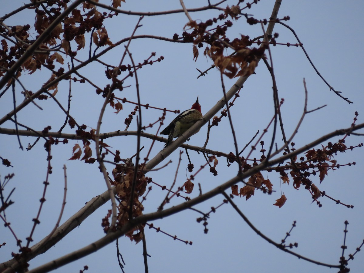 Rotnacken-Saftlecker - ML647305167