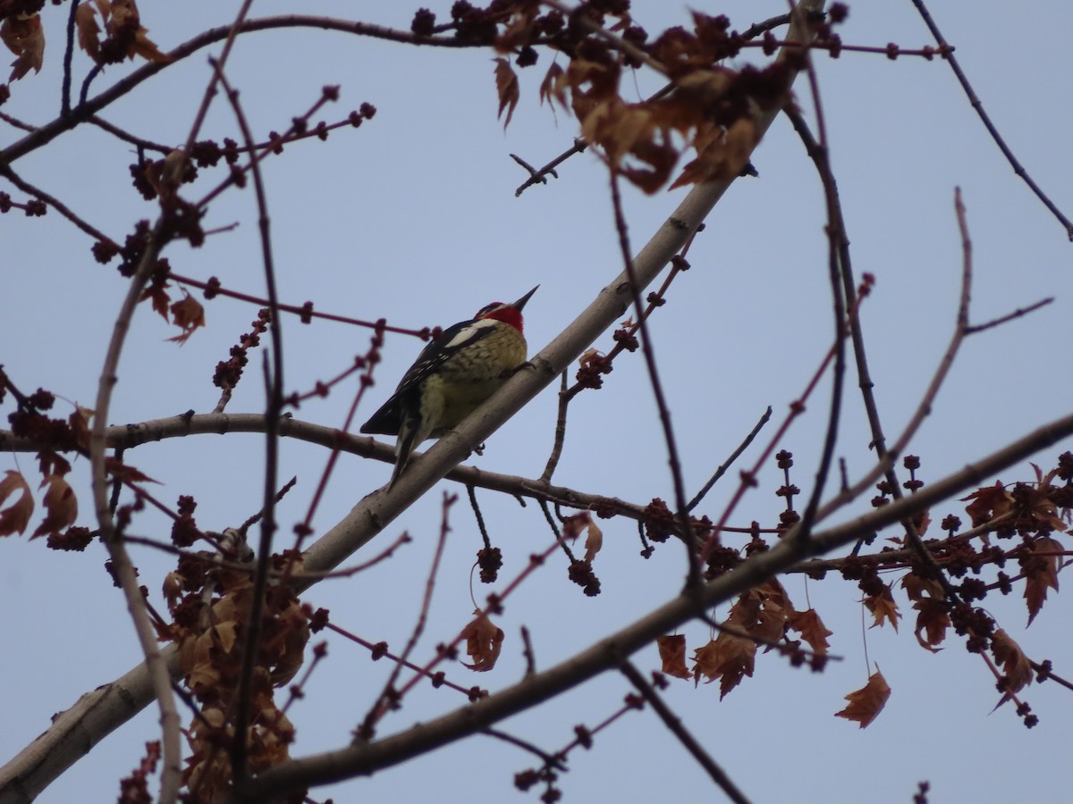 Rotnacken-Saftlecker - ML647305168