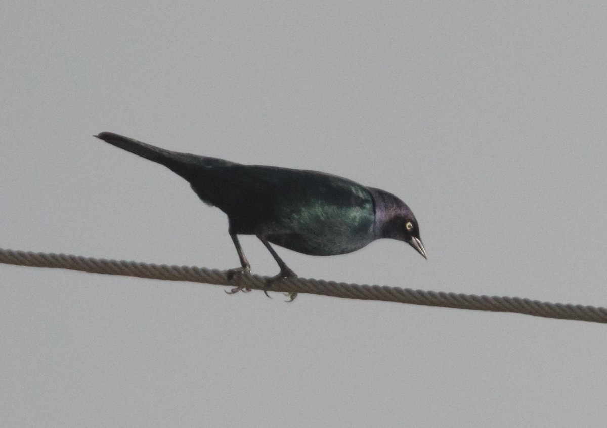 Brewer Karatavuğu - ML647305169