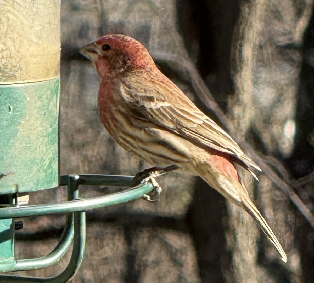 House Finch - ML647305175