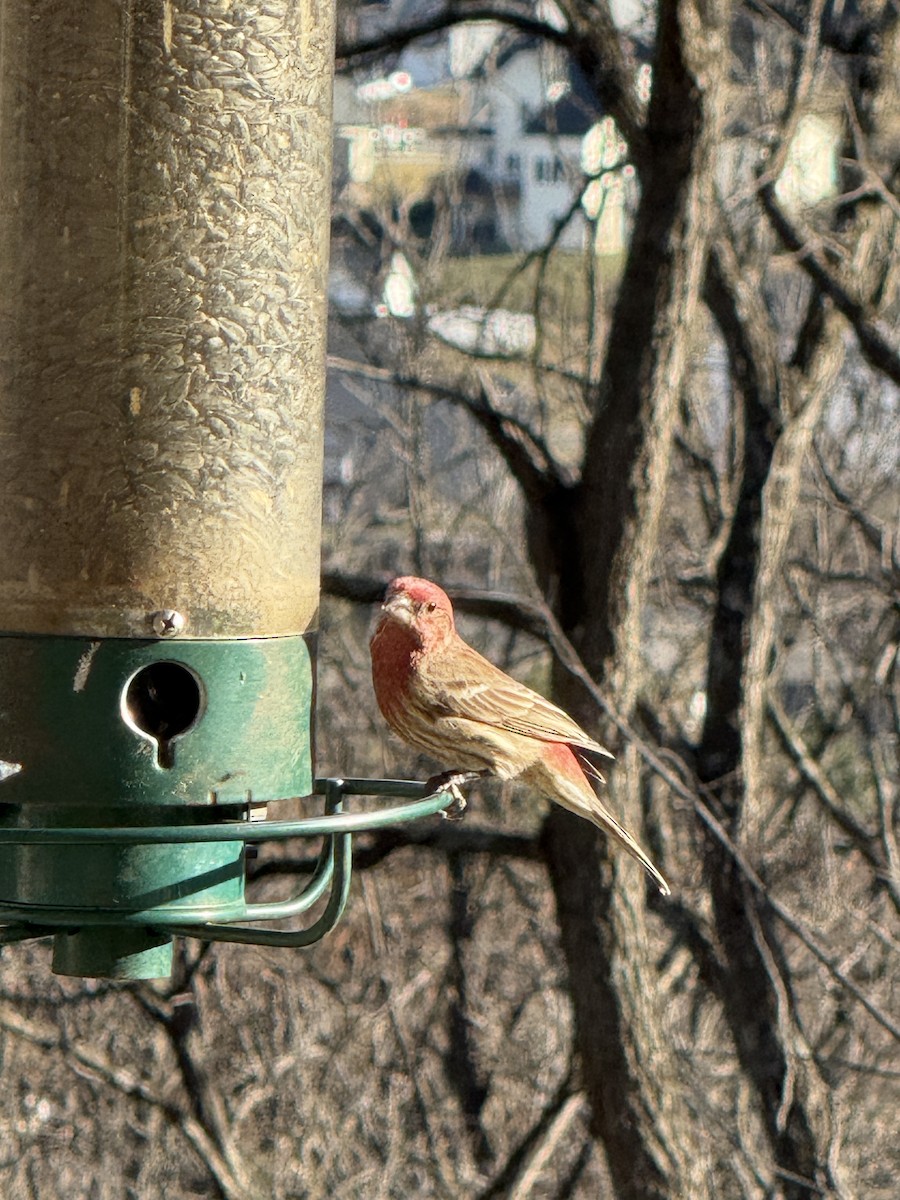 House Finch - ML647305176