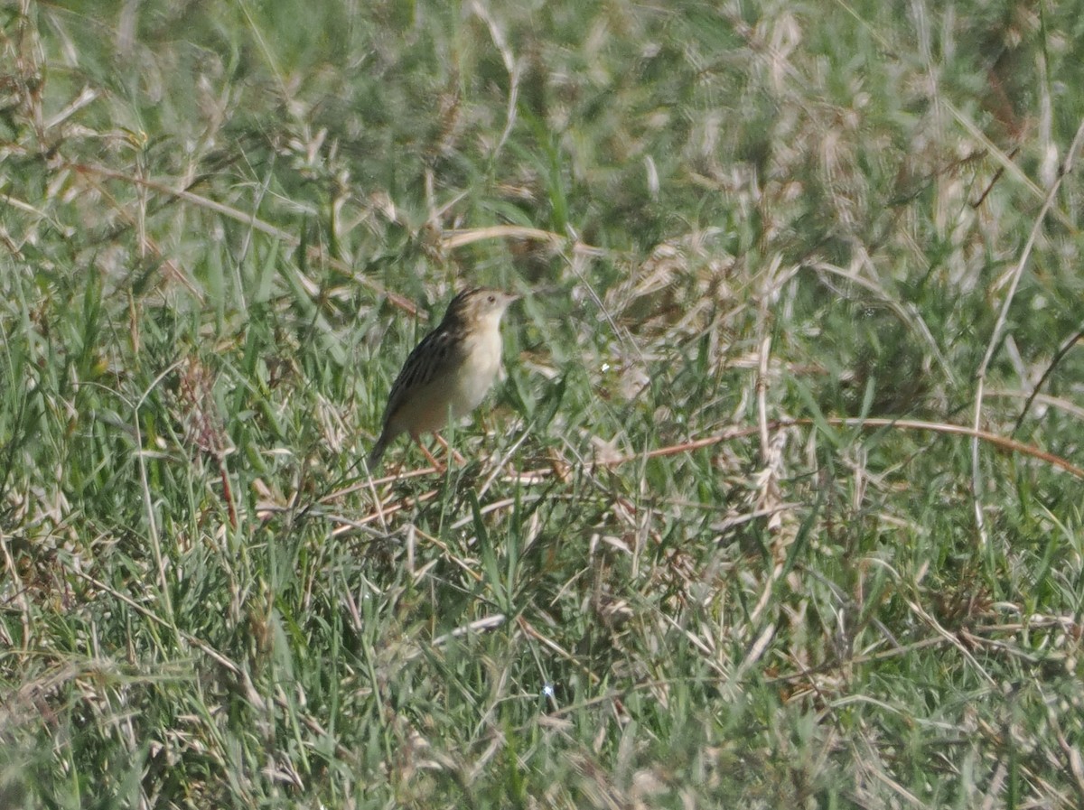Pectoral-patch Cisticola - ML647305192