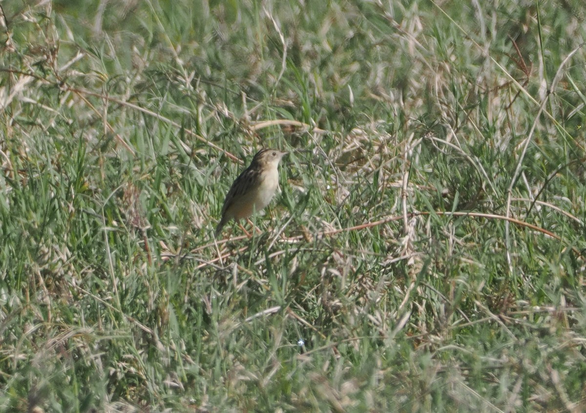 Pectoral-patch Cisticola - ML647305193