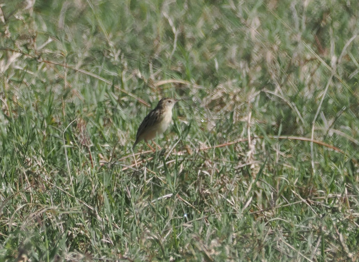 Pectoral-patch Cisticola - ML647305194