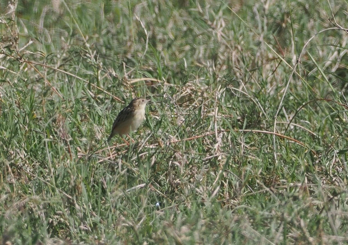 Pectoral-patch Cisticola - ML647305195