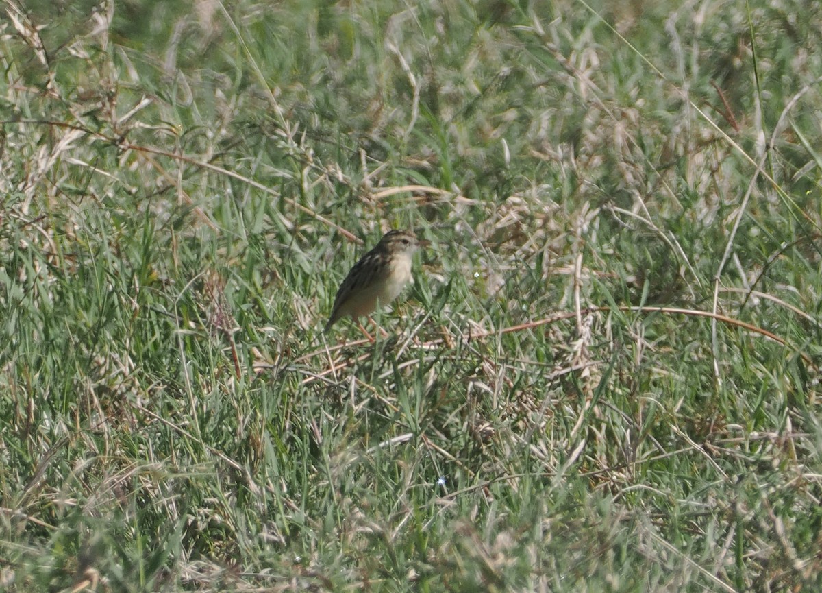 Pectoral-patch Cisticola - ML647305196