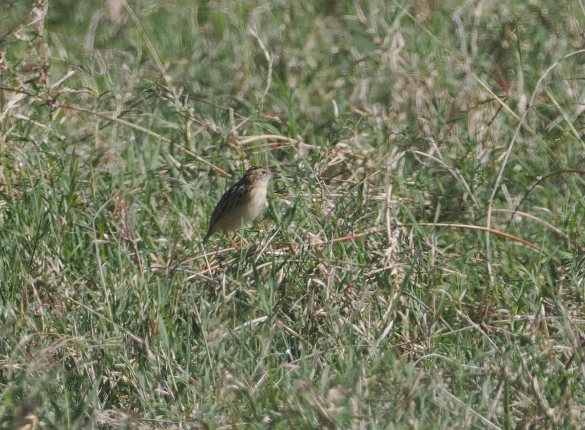 Pectoral-patch Cisticola - ML647305197