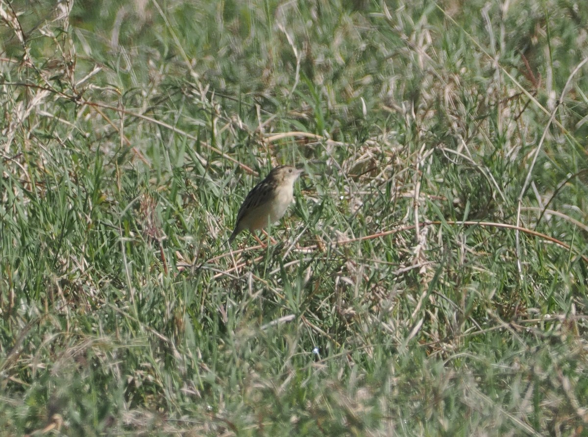 Pectoral-patch Cisticola - ML647305212