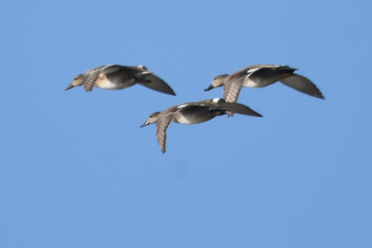 ברווז אפור - ML647305229