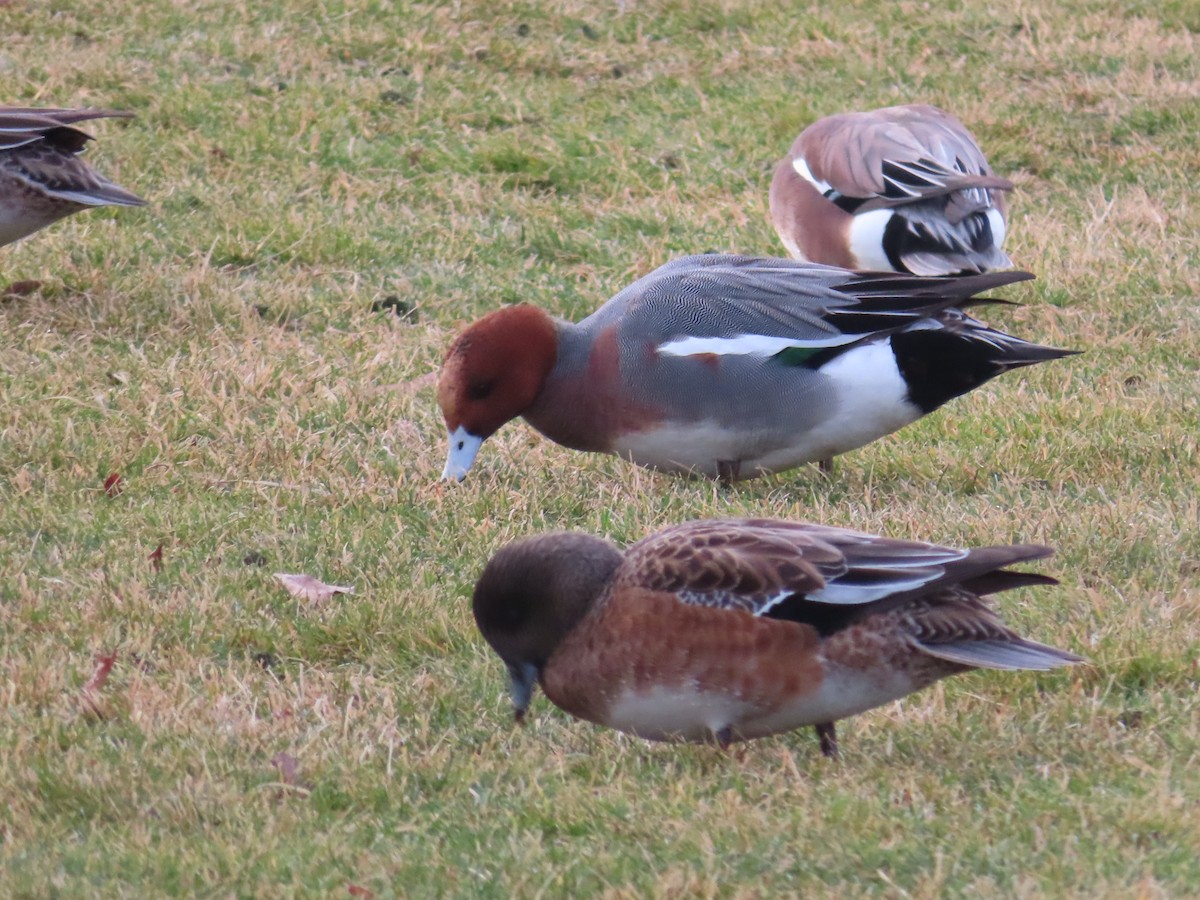 Зээрд нугас - ML647305241