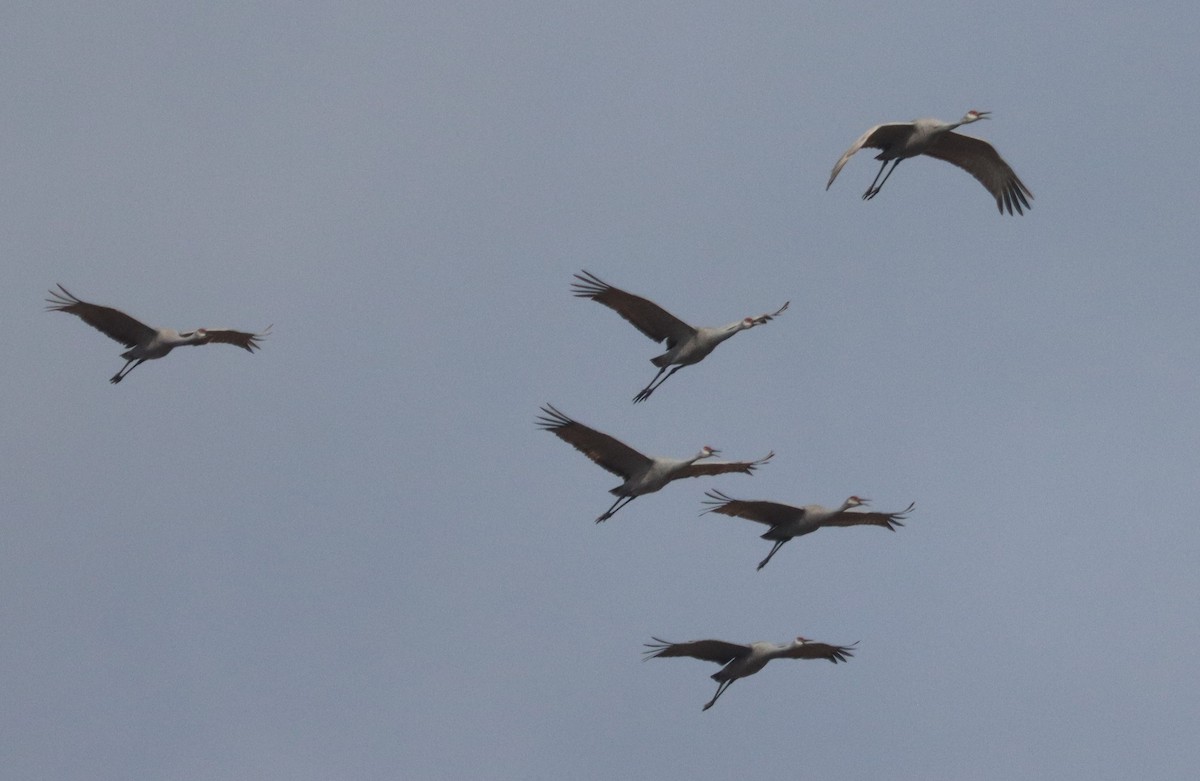 Kanadakranich - ML647305252