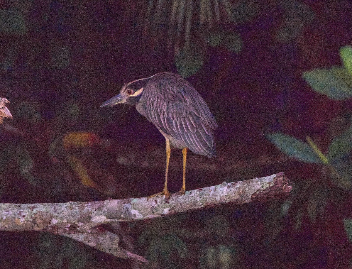 Yellow-crowned Night Heron - ML647305289