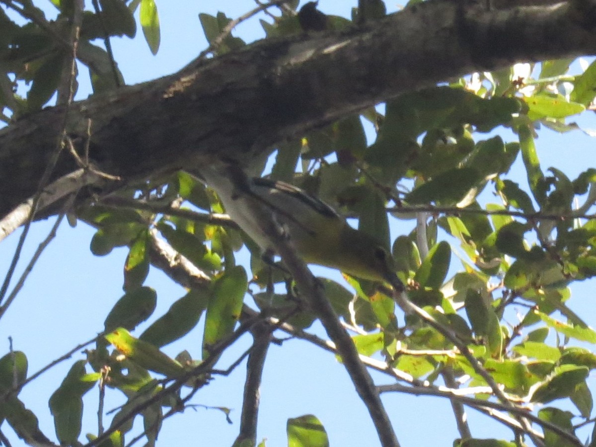 Віреон жовтогорлий - ML647305294