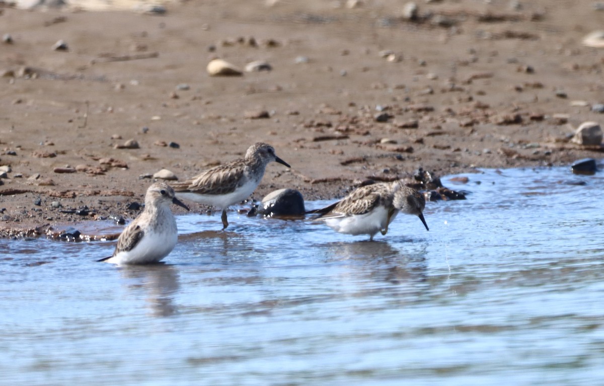 Least Sandpiper - ML647305306