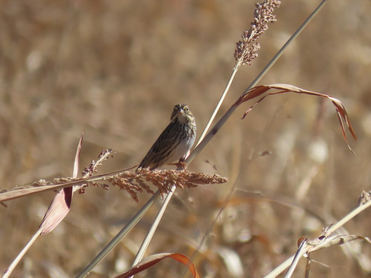 Savannah Sparrow - ML647305309
