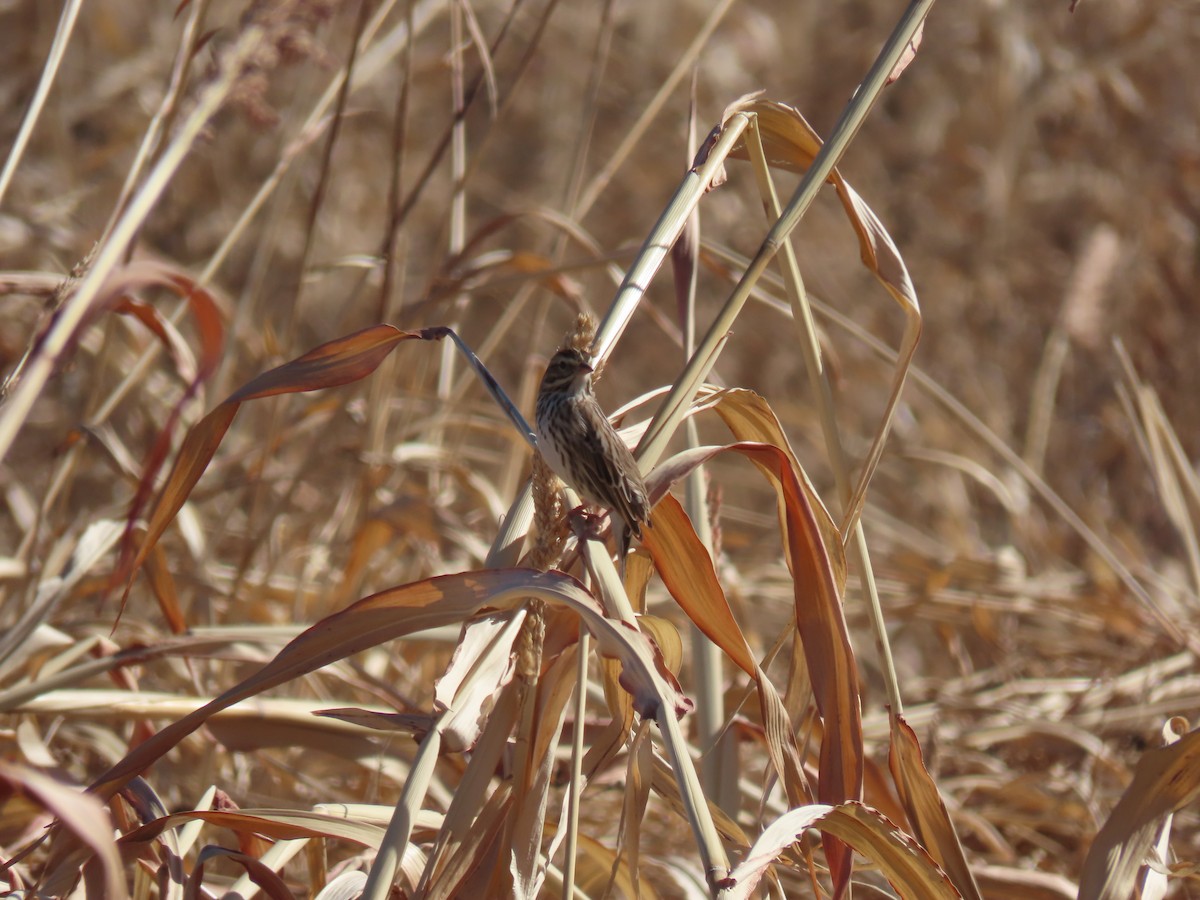Savannah Sparrow - ML647305310